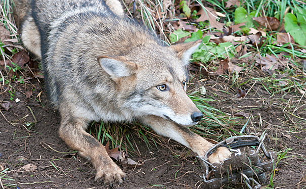 CoyoteCover