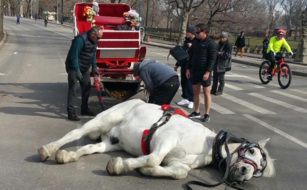 Last Chance for Animals - LCA Blog - Horse Drawn Carriages - An
