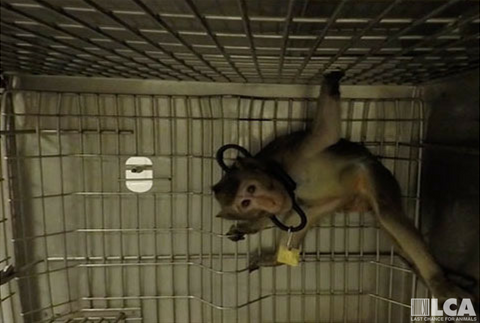 Last Chance for Animals - LCA Blog - 5 Shocking Legal Practices of the  Animal Research Industry
