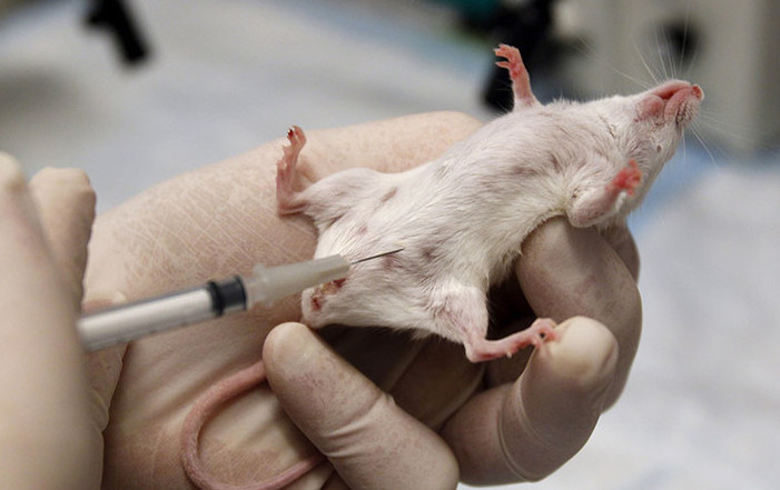 Last Chance for Animals - LCA Blog - 5 Shocking Legal Practices of the  Animal Research Industry