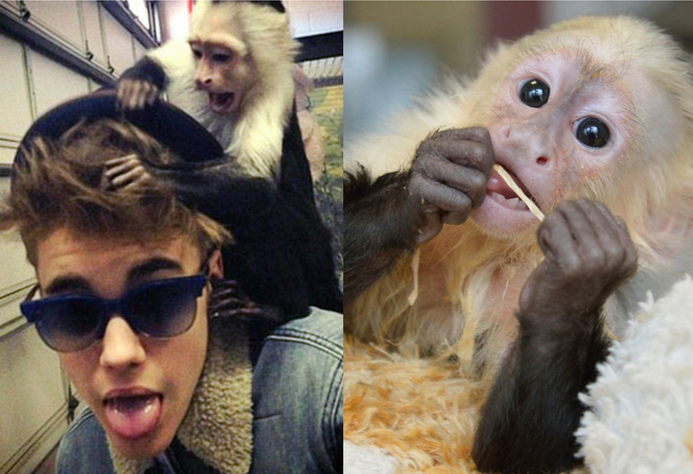 PetMonkeyHeader