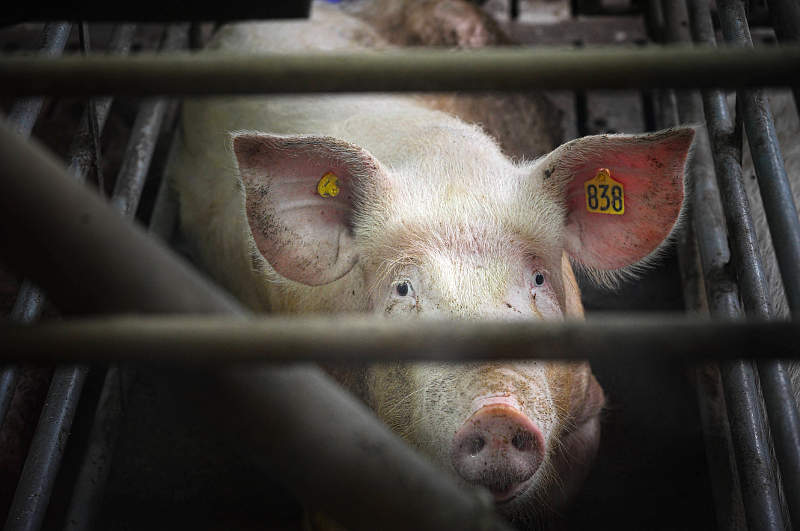 Last Chance for Animals - LCA Blog - Chilling Quotes from Slaughterhouse  Workers That Display the Reality of “Humane” Meat