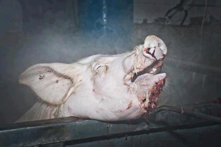 Last Chance for Animals - LCA Blog - Chilling Quotes from Slaughterhouse  Workers That Display the Reality of “Humane” Meat
