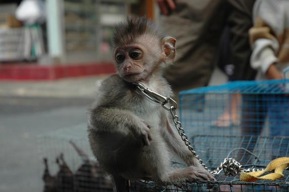 Chained up baby monkeys 'sold illegally in Bali market