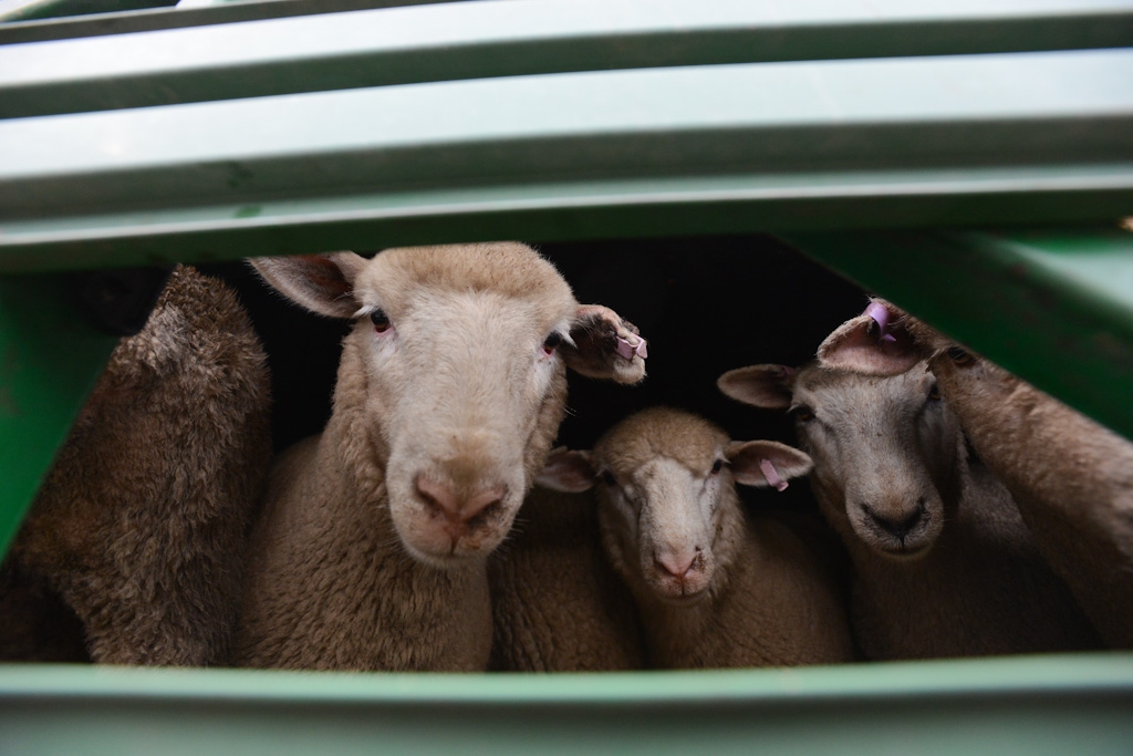 Last Chance for Animals LCA Blog Fur is Cruel but What About Leather and Wool