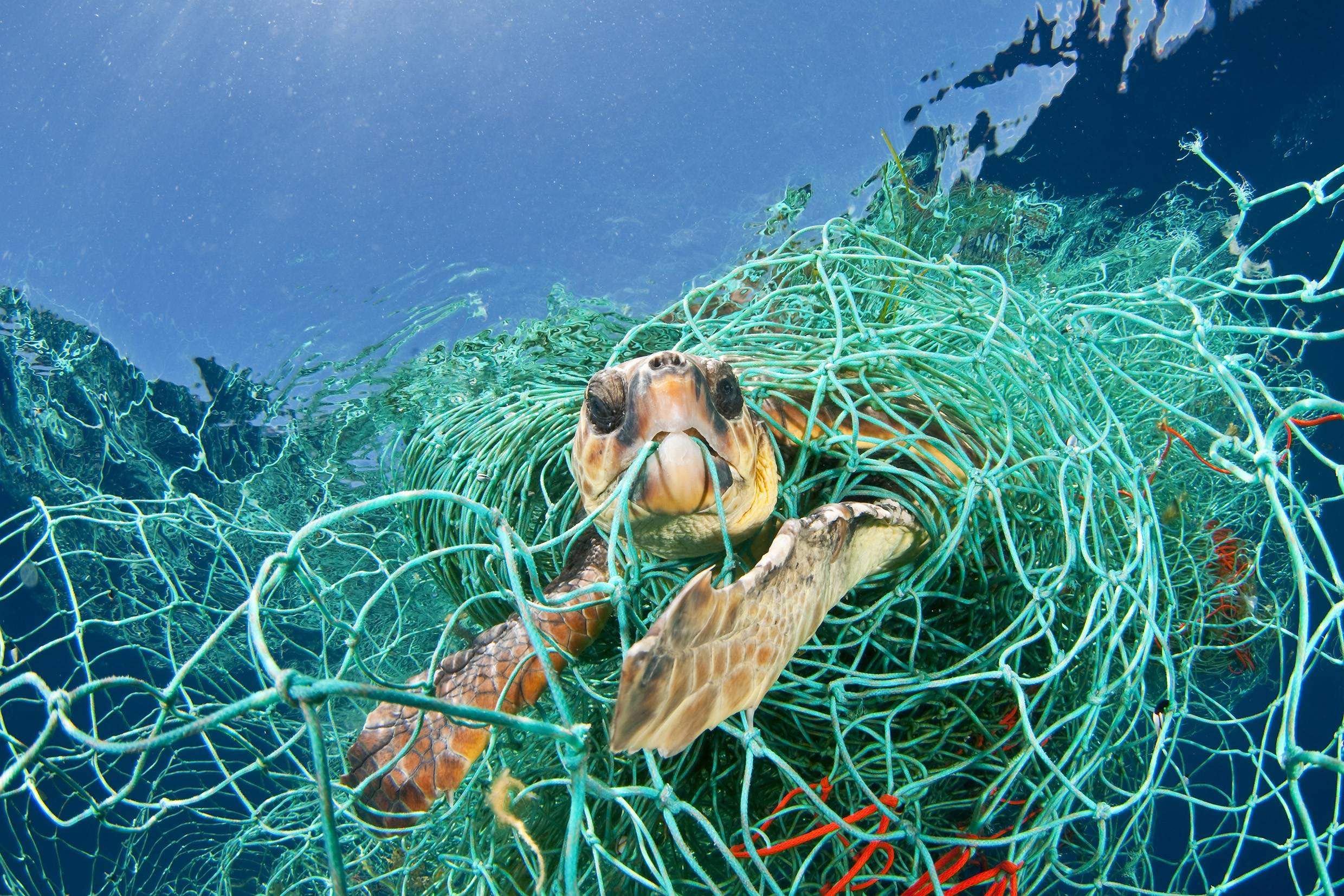 Turtle caught in net