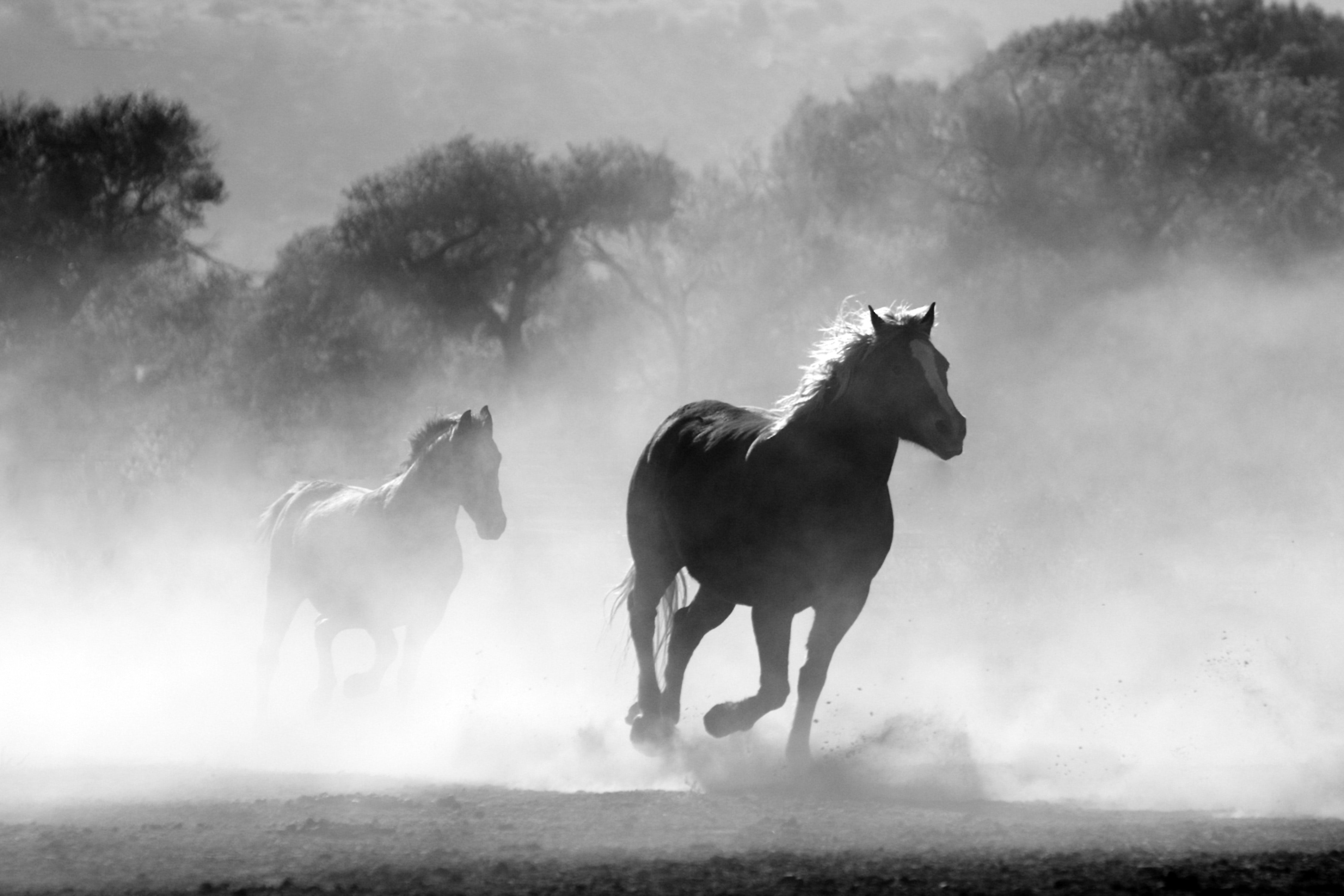 animals black and white equine 52500