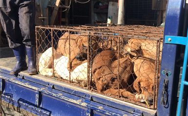 dogs in cage truck