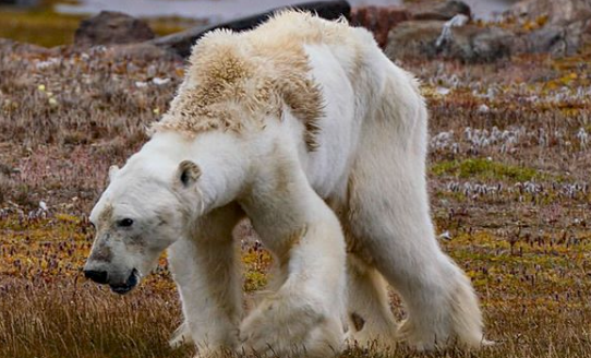 polar bear