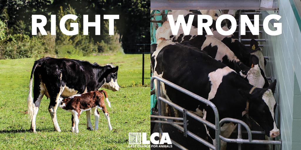 right wrong cow tw