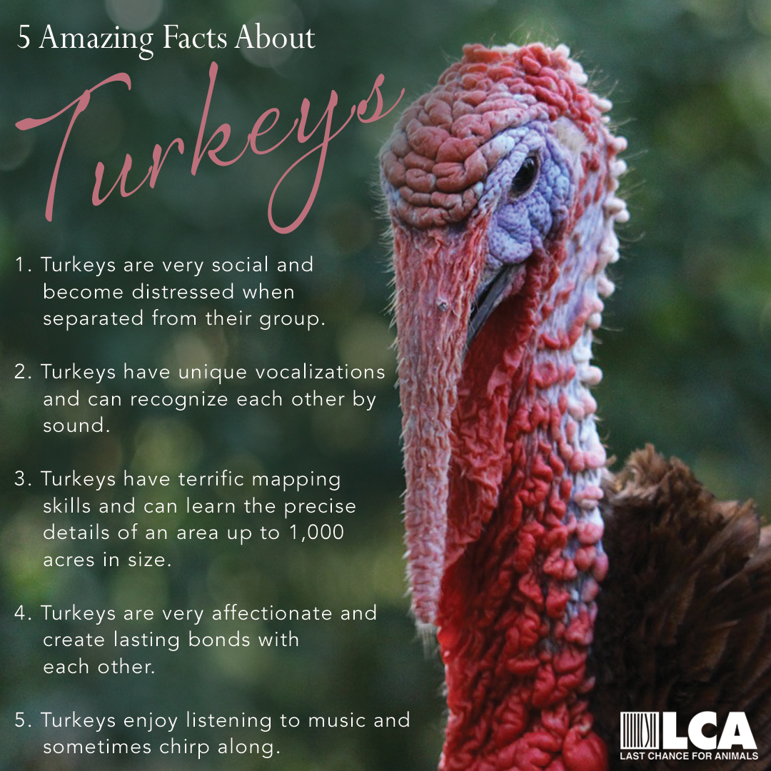 Last Chance for Animals - LCA Blog - 5 Amazing Facts About Turkeys