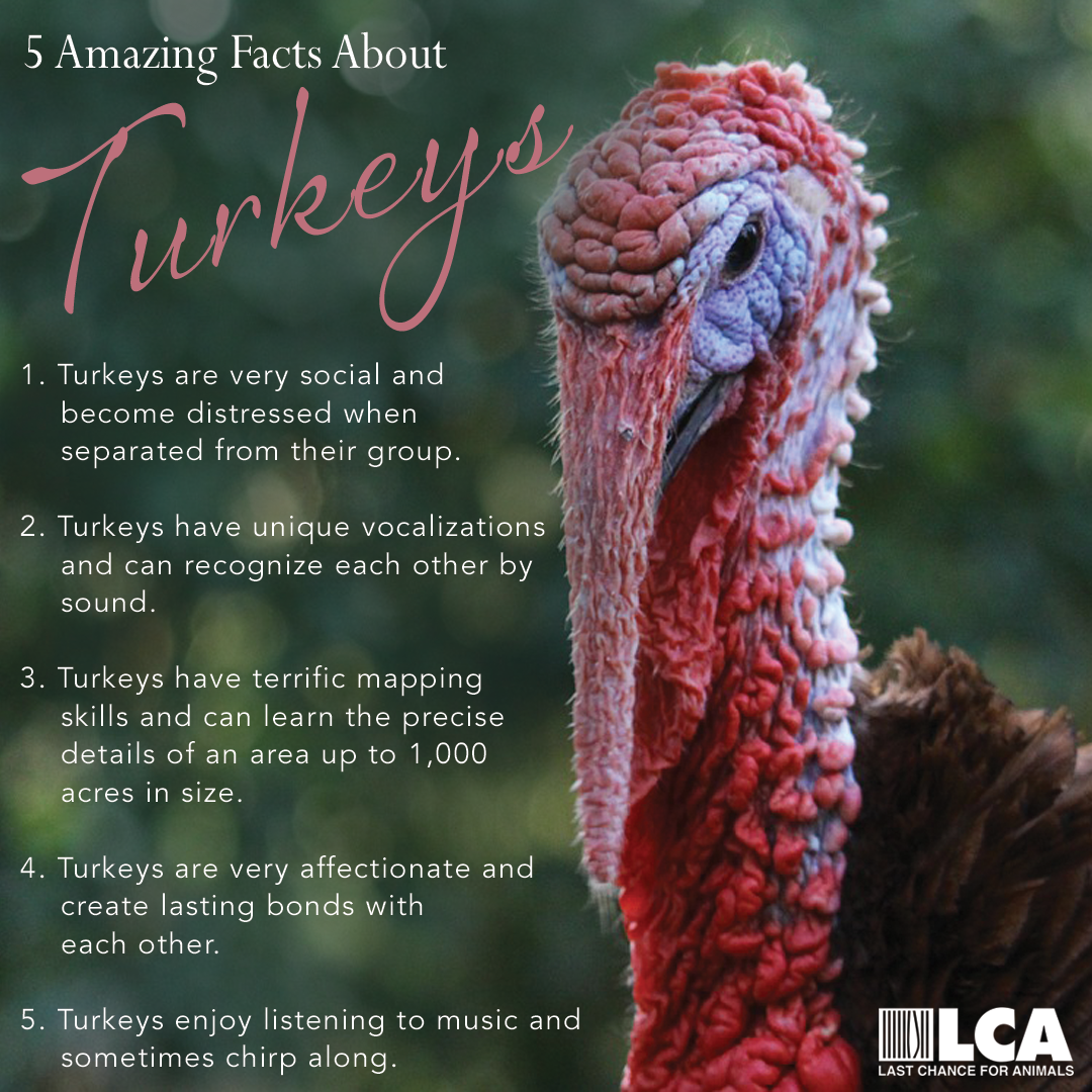 Wild Turkey Truths: It's A Fact!