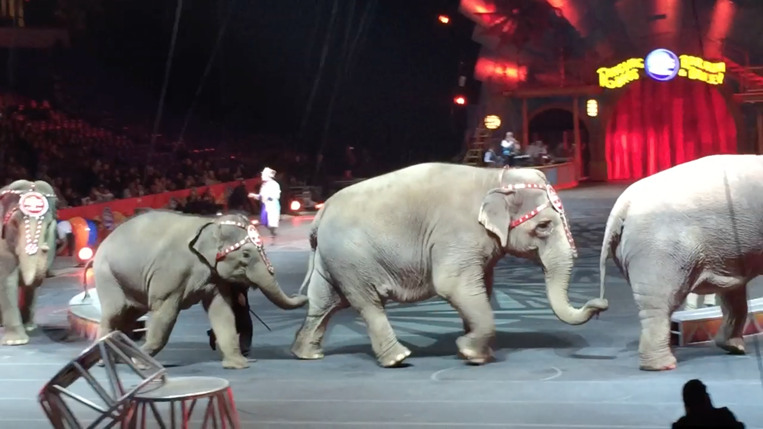 Last Chance for Animals - LCA Blog - These Circuses are Still Exploiting  Animals - How You Can Help