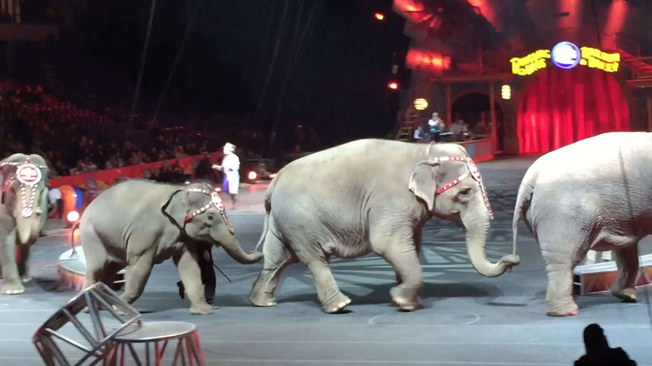 CircusElephants