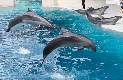 Marineland Canada Charged After LCA Files Legal Complaint 