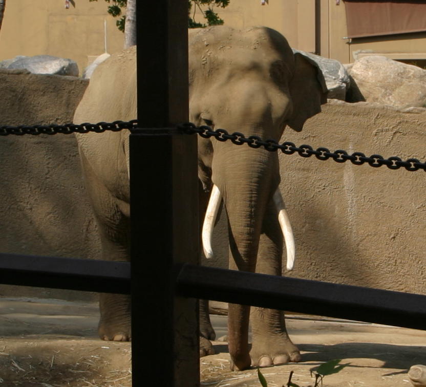 Billy at the LA Zoo