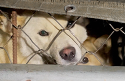 S. Korea Dog Meat Investigation