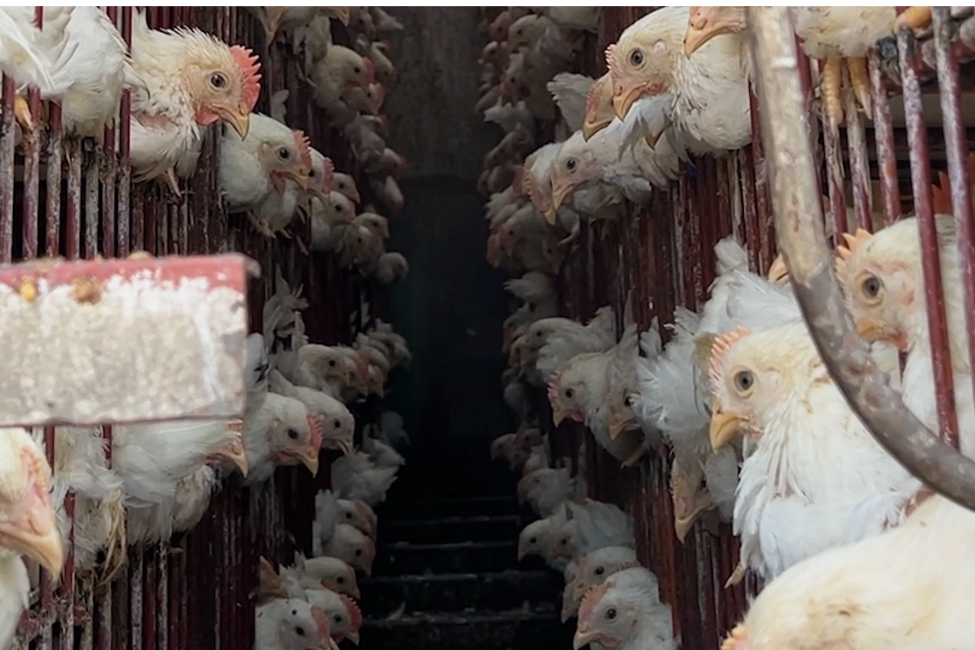 Chickens in transport truck