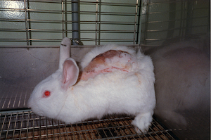 Vivisection rabbits 2 2