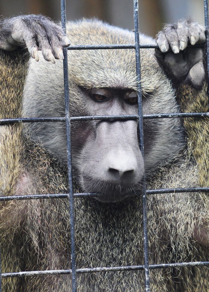 Animals in the Wild vs in Captivity – Advantages & Disadvantages