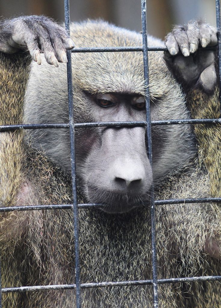 should animals be kept in captivity debate