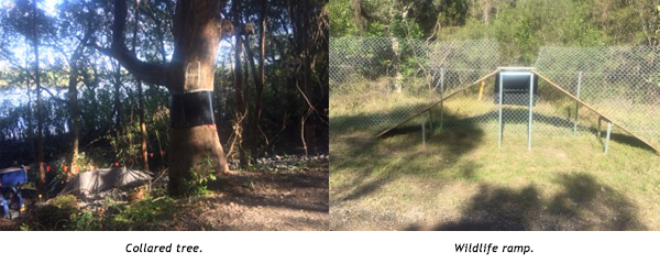 collared tree and wildlife ramp