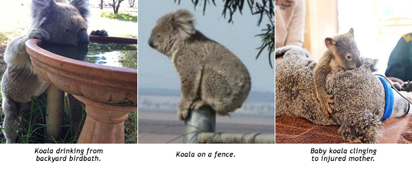 koala drinking on fence with mother