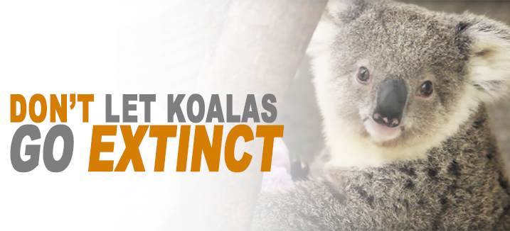 Last Chance for Animals - Save the Koalas
