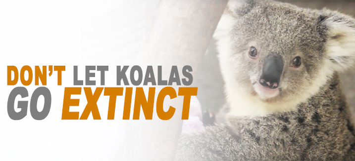 5 ways to help koalas this Save the Koala Day, WWF-Australia, 5 ways to  help koalas this Save the Koala Day