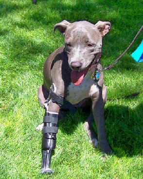 Valentine, with her prosthetic leg, now  lives happily with her adoptive family