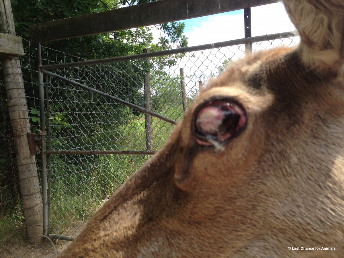 Deer with untreated eye closeup