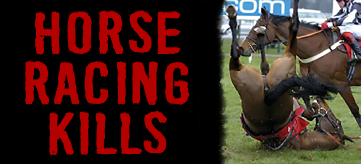horse racing kills