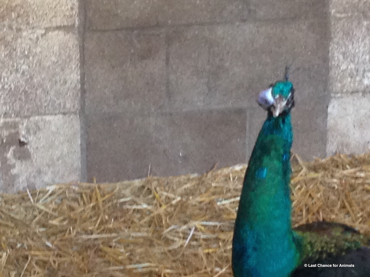 Peacock with untreated eye 2