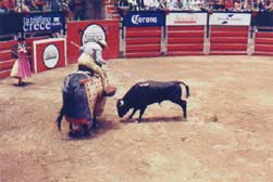 Horses are also used in bullfights