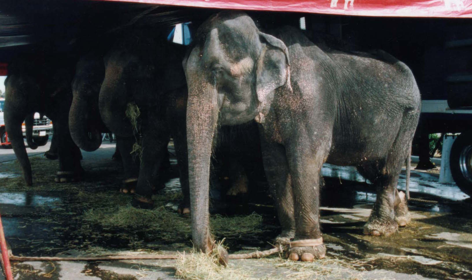 are circus animals mistreated