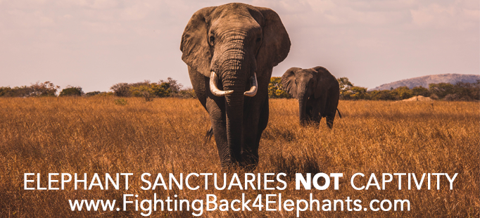 www.FightingBack4Elephants.com