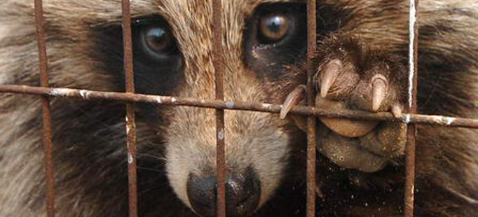Last Chance for Animals - China's Cat & Dog Fur Trade