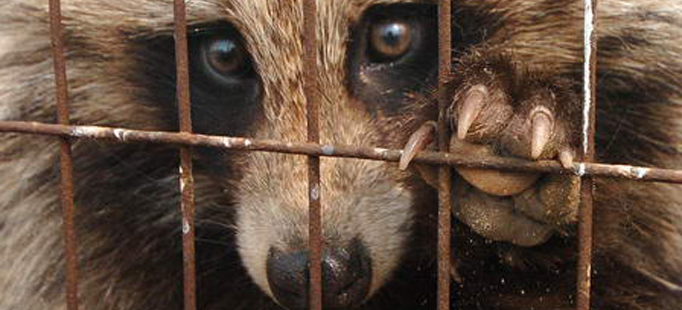 raccoon dog in cage