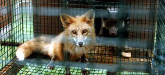 Last Chance for Animals - Fur Trade Facts Last Chance for Animals - Fur Trade Facts