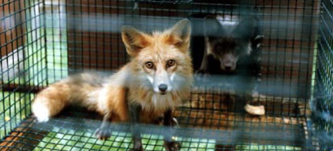 Stella McCartney unveils new campaign to end fur trade 