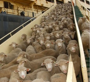 Australian sheep disembarking live export ship