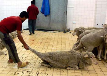 Australian sheep dragged to slaughter while others watch