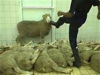 Kicking of sheep in Abbatoir