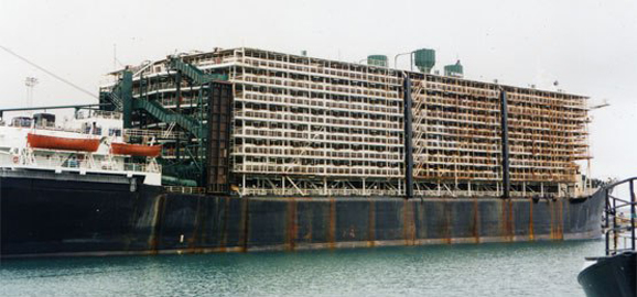 Live Export Ship