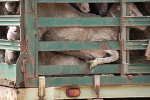 Sheep stuffed in truck