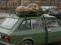 Sheep tied on roof in Egypt