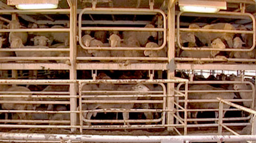 The reality of conditions on the live export ships