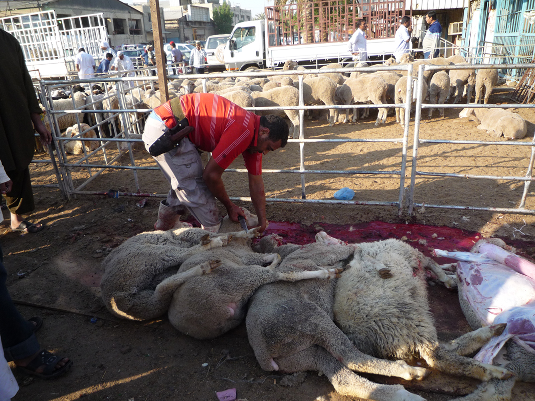 Trussed terrified Australian sheep in Kuwaiti slaughter line