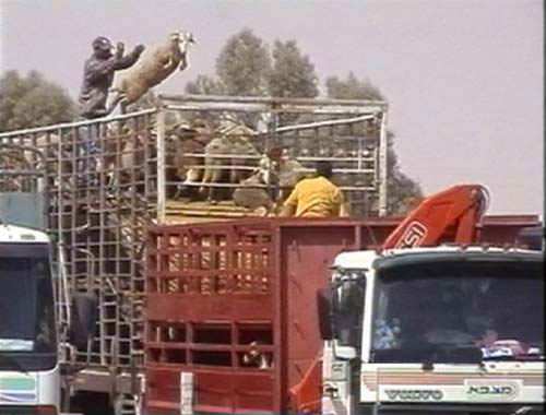 Unloading and throwing of Sheep in Jordan - Photo credit Animals Angels