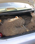 Fully Conscious Trussed Australian Sheep Stuffed into a Trunk in Kuwait